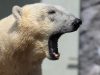 orso-polare-morso-da-868-kg-per-centimetro-quadrato