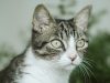 i-gatti-hanno-uno-strato-riflettente-nella-parte-posteriore-dellocchio-chiamato-tapetum-lucidum-che-riflette-la-luce-allinterno-dellocchio-e-migliora-la-loro-visione-in-condizioni-di-scarsa-illuminazione