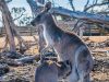 la-pelle-delliconico-animale-australiano-considdeata-pregiata-per-le-scarpe