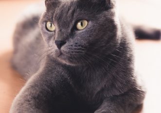 Occhi dei gatti, perché hanno dei colori speciali e vedono al buio, le foto