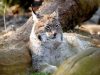 la-lince-eurasiatica-un-animale-di-medie-dimensioni-con-una-lunghezza-che-va-dai-80-ai-130-cm-e-un-peso-che-varia-dai-18-ai-30-kg