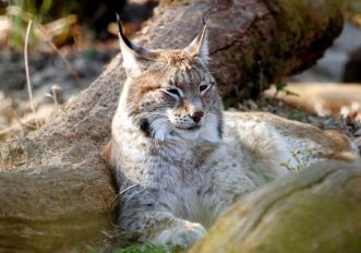 La lince torna in Italia, resisterà all’estinzione? Le foto