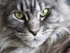 gli-occhi-dei-gatti-sono-molto-adattati-alla-loro-vita-notturna-e-alla-caccia-consentendo-loro-di-vedere-in-condizioni-di-scarsa-illuminazione