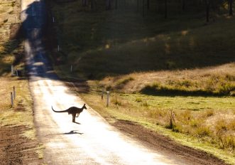 Pelle di canguro per le scarpe sportive, una brutta storia che potrebbe finire, le foto