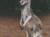 i-canguri-rischiano-di-divenare-una-specie-in-pericolo-per-lo-sfruttamento-delle-loro-pelli