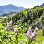 Fioriture di primavera in montagna