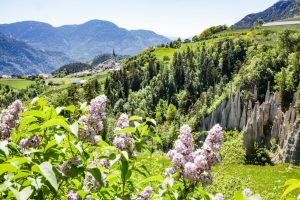 Fioriture di primavera in montagna