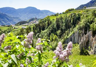 Fioriture di primavera in montagna