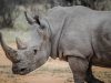 6-rinoceronte-i-rinoceronti-possono-diventare-molto-aggressivi-se-si-sentono-minacciati-o-provocati