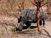 9-rinoceronte-nero-africano-115-tonnellate