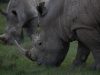 5-rinoceronte-bianco-25-tonnellate
