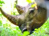 9-rinoceronte-nero-lento-e-vegetariano-ma-pesantissimo