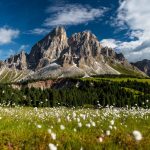 Fioriture di primavera in montagna