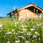 Fioriture di primavera in montagna