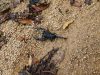 5-scorpione-molti-scorpioni-sono-velenosi-e-possono-diventare-molto-aggressivi-se-si-sentono-minacciati