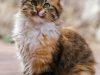 il-gatto-siberiano-originario-delle-steppe-della-siberia-e-veniva-impiegato-per-tenere-ontani-i-roditori
