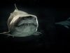 7-squalo-bianco-anche-se-non-attacca-gli-esseri-umani-con-frequenza-lo-squalo-bianco-noto-per-la-sua-aggressivit-quando-si-sente-minacciato