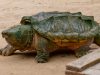 tartaruga-alligatore-48-kg-per-centimetro-quadrato