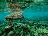 tartaruga-marina-la-minaccia-della-pesca-accidentale