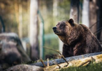 Qual è l’orso più cattivo e pericoloso per l’uomo?
