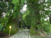 i-boschi-del-cammino-di-kumano-kodo