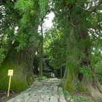 I boschi del cammino di Kumano Kodo