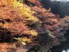 minoh-park-regno-del-forest-bathing-e-della-rigenerazione-nella-natura