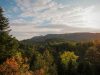 foresta-di-steni