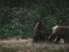 il-grizzly-una-sottospecie-dellorso-bruno-e-vive-nelle-foreste-di-canada-e-usa