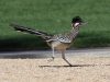 il-road-runner-un-abile-corridore-pu-raggiungere-una-velocit-di-corsa-sorprendente-spesso-superando-i-32-chilometri-allora