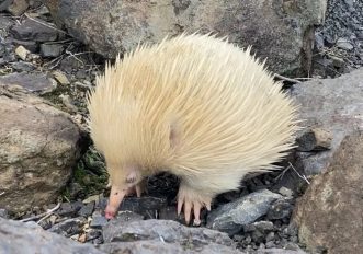 Rarissimo avvistamento, 2 mammiferi albini che depongono le uova, foto