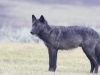 la-colorazione-nera-della-pelliccia-pu-essere-presente-solo-in-alcuni-individui-allinterno-di-una-popolazione-di-lupi-comuni-mentre-la-maggior-parte-dei-lupi-ha-un-mantello-grigio-o-bruno