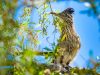 il-road-runner-un-uccello-onnivoro-che-si-nutre-di-una-variet-di-cibo-la-sua-dieta-include-insetti-piccoli-rettili-serpenti-uova-di-uccelli-frutta-e-semi