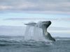 le-balene-si-trovano-principalmente-nelle-acque-artiche-e-subartiche-hanno-uno-spesso-strato-di-grasso-chiamato-blubber-che-funge-da-isolante-termico-per-resistere-alle-basse-temperature-dellambiente-in-cui-vivono