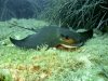 aquila-foto-di-riccardo-burallli-diving-in-elba