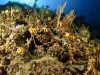 aragosta-foto-di-riccardo-burallli-diving-in-elba