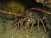 aragostas-foto-di-riccardo-burallli-diving-in-elba