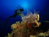 astrospartus-foto-di-riccardo-burallli-diving-in-elba