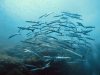 barracuda-foto-di-riccardo-burallli-diving-in-elba