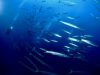 barracuda-sub-foto-di-riccardo-burallli-diving-in-elba