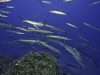 barracuda-banco-foto-di-riccardo-burallli-diving-in-elba