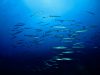 barracuda-in-gruppo-foto-di-riccardo-burallli-diving-in-elba