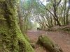 le-foreste-di-tenerife