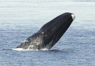 L’animale che vive di più, la balenottera riesce a curarsi il cancro, foto