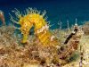 cavalluccio-sul-fondale-foto-di-riccardo-burallli-diving-in-elba