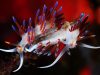 cernia-foto-di-riccardo-burallli-diving-in-elba