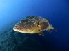 cernia-pianosa-foto-di-riccardo-burallli-diving-in-elba