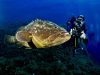 cernia-e-sub-foto-di-riccardo-burallli-diving-in-elba