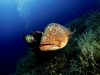 cernia-e-sub-ravvicinati-foto-di-riccardo-burallli-diving-in-elba