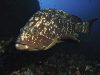 cernia-allelba-foto-di-riccardo-burallli-diving-in-elba